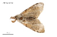 藏品(織結麗毒蛾)的圖片